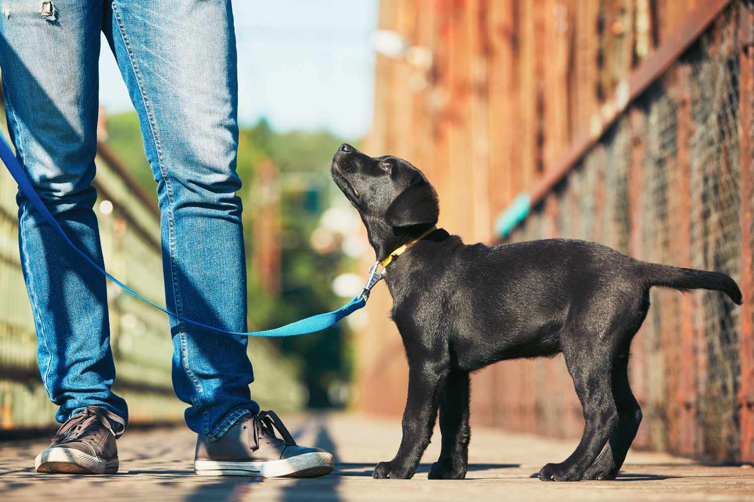 Dog time stay and play sales